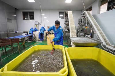 河北灤南 水產(chǎn)品冷凍加工忙，冷凍對(duì)蝦產(chǎn)業(yè)蓬勃發(fā)展