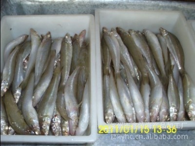 崔華榮優(yōu)質(zhì)沙丁魚 冷凍粗加工水產(chǎn)品廠家直銷，盡享源頭好貨